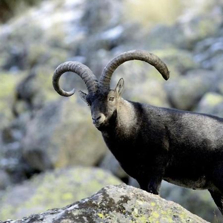 El Desvan De Gredos Navarredonda Esterno foto