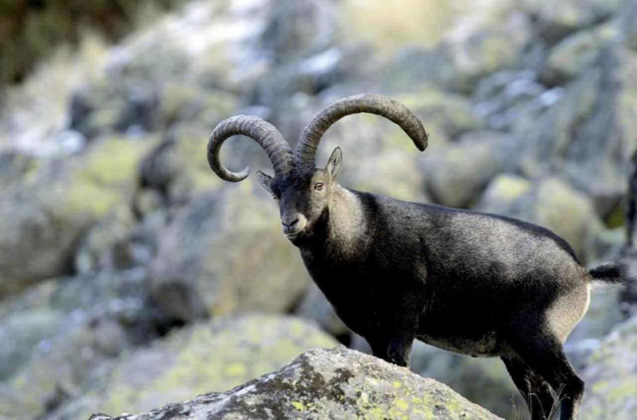 El Desvan De Gredos Navarredonda Esterno foto